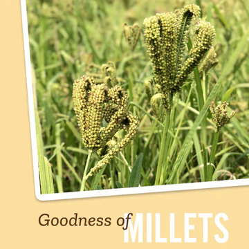 Millet-Flours